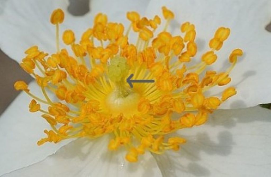 Odora di rosa: Rosa sempervirens da confermare